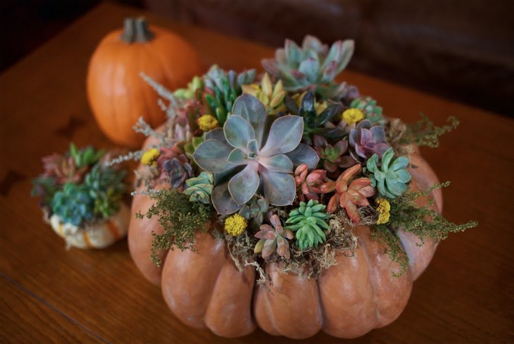 DIY Succulent Pumpkin Centerpiece | DIY with Caitlin | Fall Craft Projects