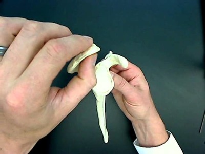 Bones of the pectoral girdle.wmv