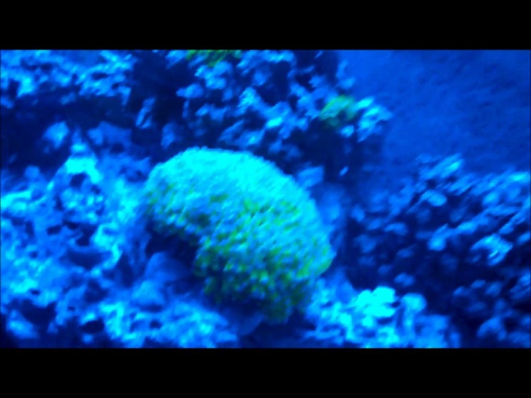 New 120w Led reef lighting for 55 gallon coral reef aquarium