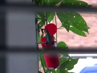 Easy DIY hummingbird feeder