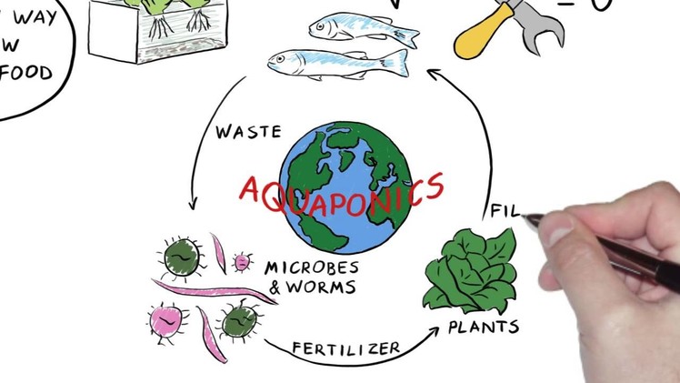 DIY Aquaponics-Learn how to build your system today!