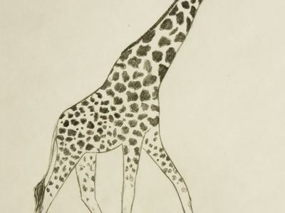 Draw a Nice Giraffe by Pencil - DIY Crafts - Guidecentral