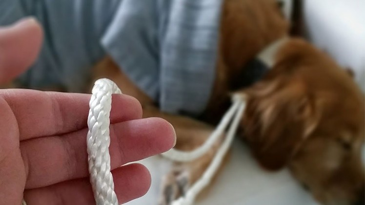 Make a Simple Dog Leash from an Old Belt - DIY Crafts - Guidecentral