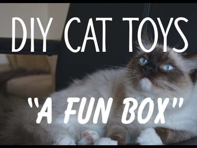 DIY Cat Toys. "A Fun Box". Make your cat happy,