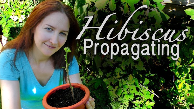 Hibiscus: DIY Propagating Hibiscus - How to Grow a Beautiful Garden with Scarlett