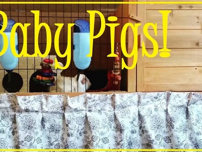 Easy DIY Multi-Level Cage and Baby Guinea Pigs!