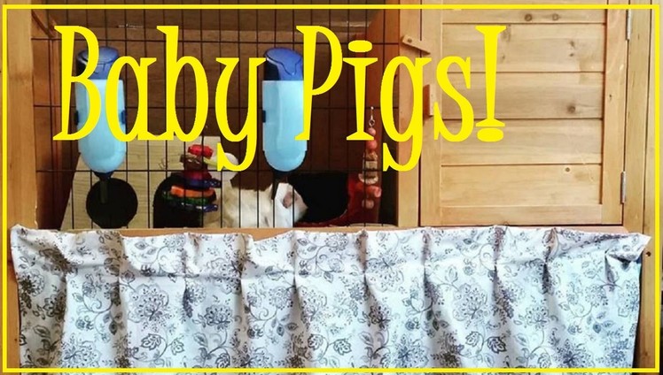Easy DIY Multi-Level Cage and Baby Guinea Pigs!