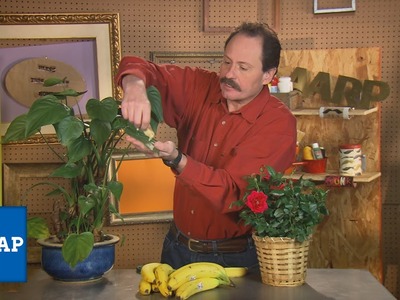 DIY: Banana Peels & Your Potted Plants | The Cheap Life| AARP