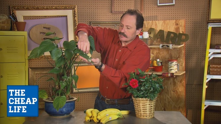 DIY: Banana Peels & Your Potted Plants | The Cheap Life| AARP