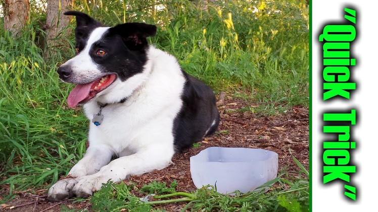 Easy DIY Water System. Dog Dish