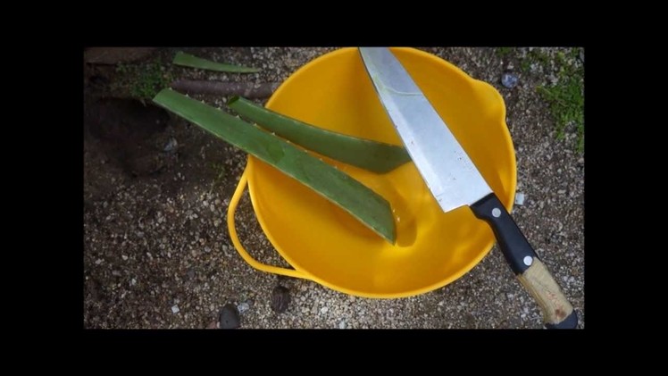 DIY Aloe vera Deep conditioner