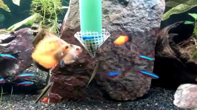 DIY feeding system.contraption for Discus in a planted aquarium tank