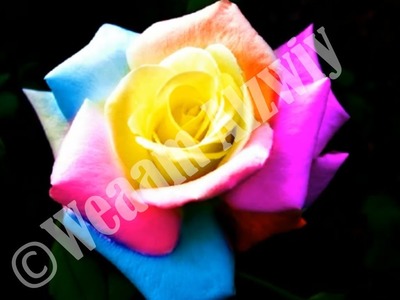 How to make a rainbow rose online