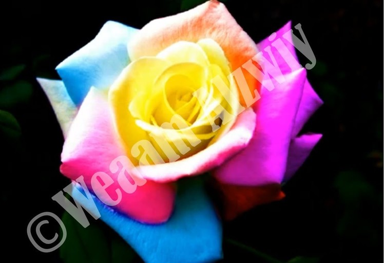 How to make a rainbow rose online