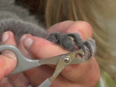 How To Trim Your Cat's Nails