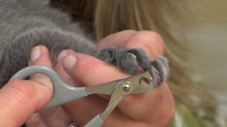 How To Trim Your Cat's Nails