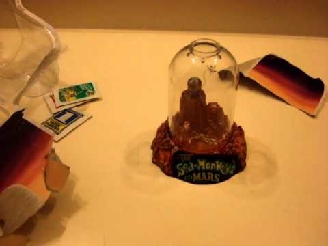 How To Grow Sea-Monkeys REMAKE Part 1
