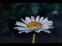 How to Paint a white daisy flower with Watercolor Demonstration "Lone Daisy"