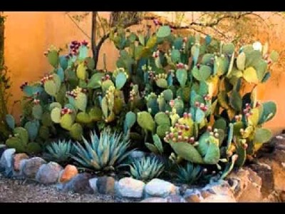 DIY Cactus garden decorating ideas