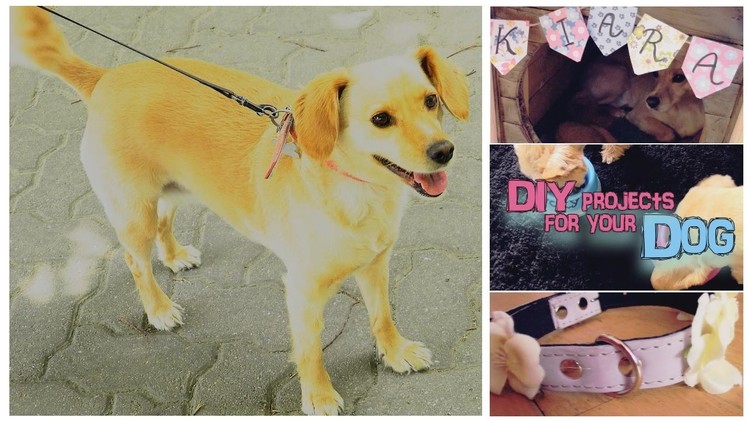 Easy DIY for your DOG | PET decor.accessory