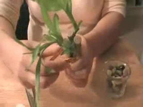 Making Lucky Bamboo Wedding Favors