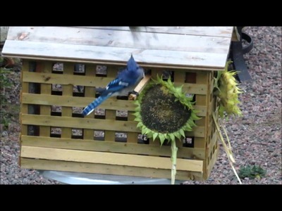 DIY.  Bird feeder house for small birds only!