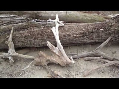 Finding Driftwood for an Aquarium