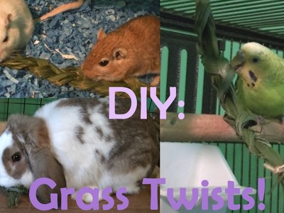DIY: Grass Twists For Small Pets & Birds!