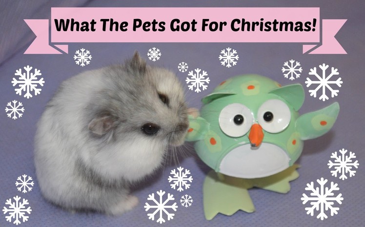 What The Hamsters Got For Christmas | Festive Furry Fun 2014