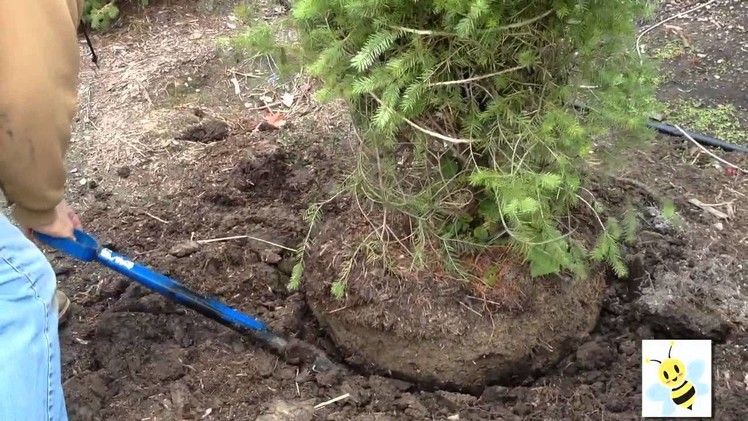 Can You Dig It - Learn how to dig a tree or shrub to transplant