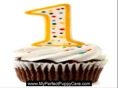 Cool Puppy Party Ideas