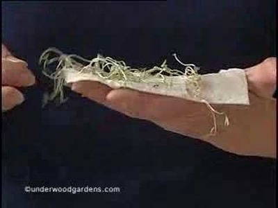 Germinating seeds in paper towels