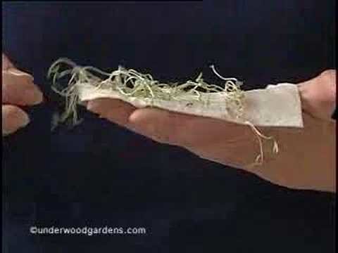 Germinating seeds in paper towels