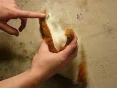 Sewing a Pair of Fox Ears : Cutting and Sewing the Pattern