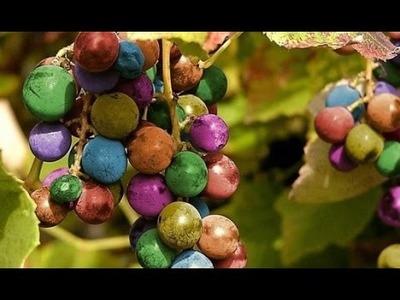 The Infamous Rainbow Grapes – Are They Real