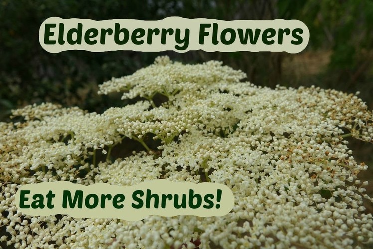 Elderberry Flowers: How to pick and use elder flowers