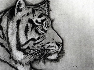 How to Sketch a Tiger