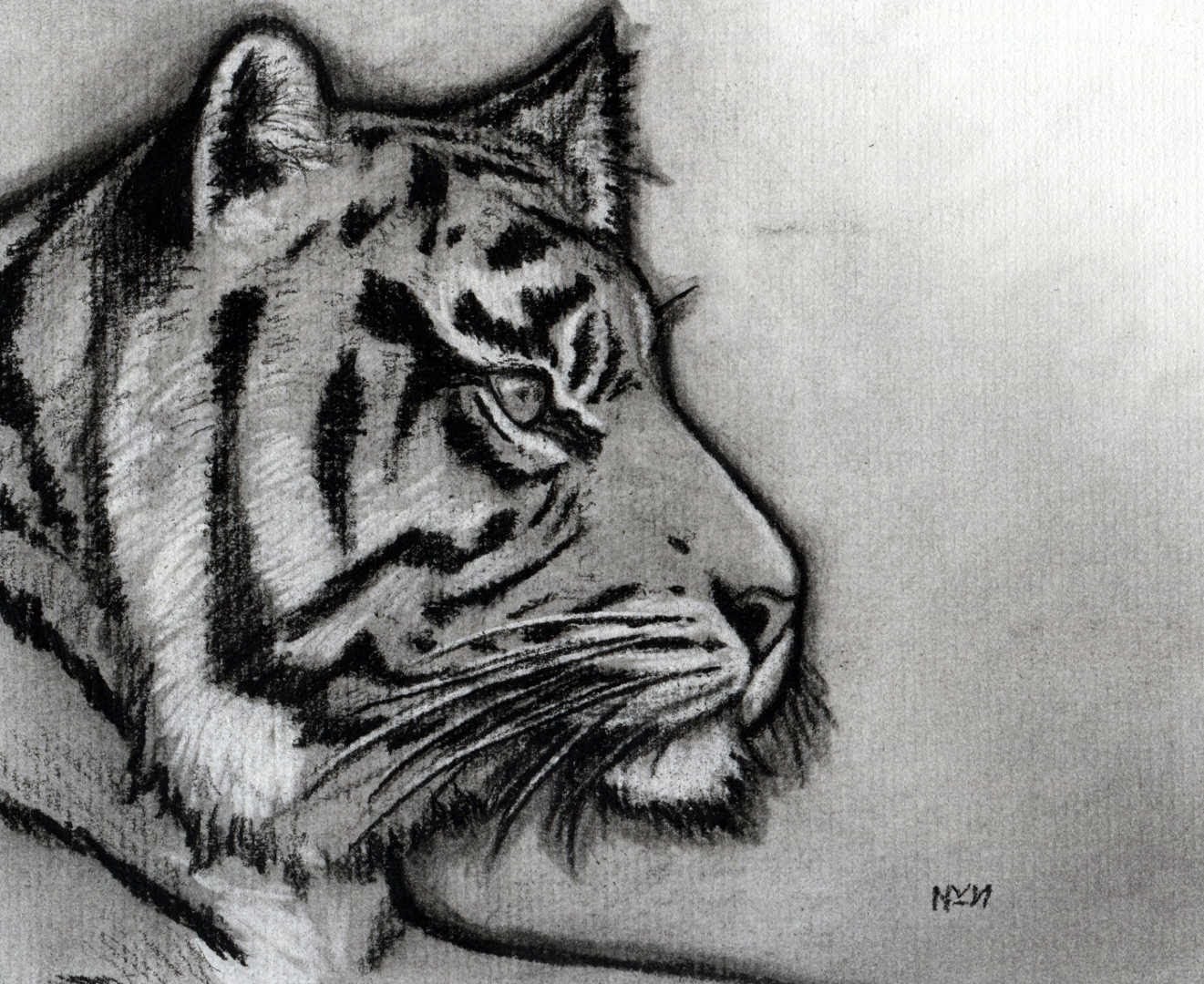 How to Sketch a Tiger