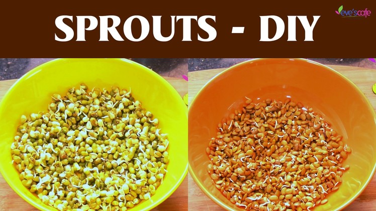 Make Sprouts at Home - DIY