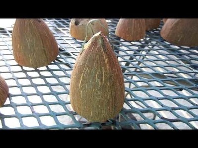 How to Make Seashell & Coconut Windchimes ~ Fun Easy Cheap Cute Craft for All Ages Kid & Adult