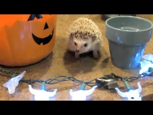 DIY Last MIN Halloween Costume (for Hedgehogs)