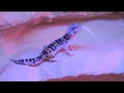 Leopard Gecko Shedding in my new (second) DIY vivarium setup
