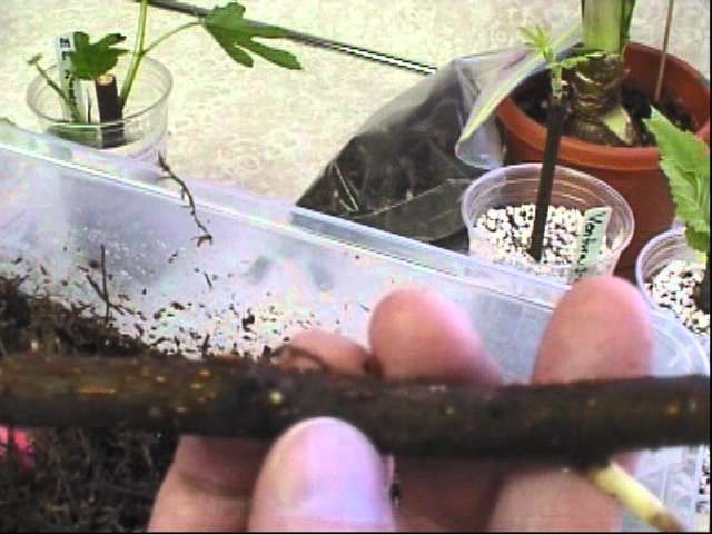 How to grow a fig tree from a cutting part 2