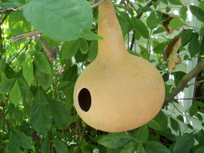 How to Attract Certain Birds to Your Gourd Birdhouse