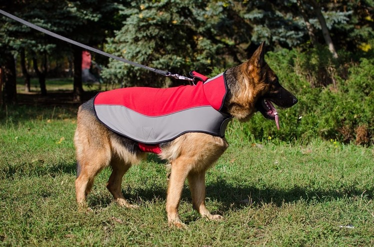 Winter Nylon Dog Coat - Tutorial on How to Measure your Dog