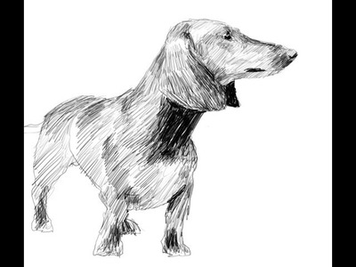 How To Draw A Dachshund