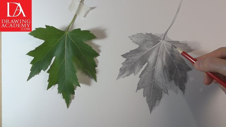 How to Draw a Leaf presented by Drawing Academy .com 28