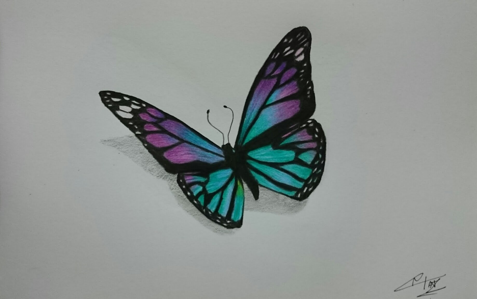 How to Draw a Realistic Butterfly with Colored Pencils