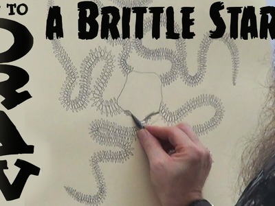 How to Draw a Brittle Star (Beginner)