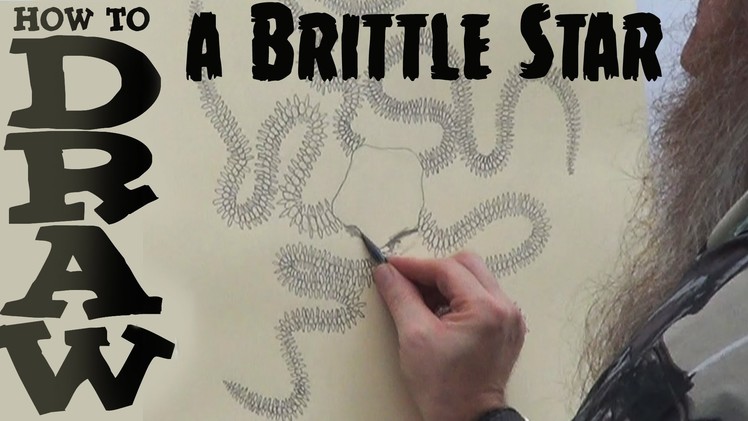 How to Draw a Brittle Star (Beginner)